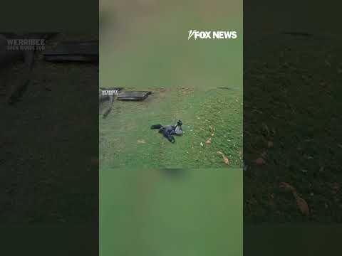 WATCH: Silverback gorilla goes bananas in the rain #shorts #gorilla #animals #news #viral