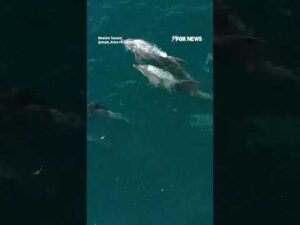 Drone catches DOLPHINS leaping through California waters #foxnews #news #us #fox