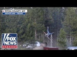 SHOCKING video: Bison sends tourist FLYING at Yellowstone National Park